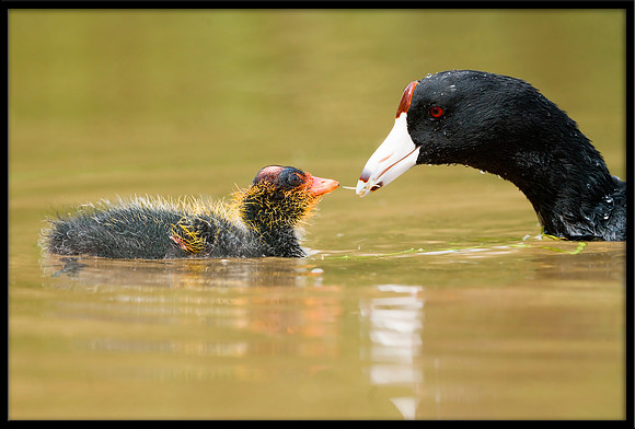 Coot Chick