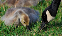 Canada Geese