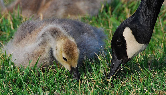 Canada Geese - parent with young