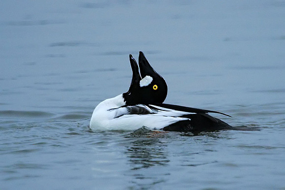 Common Goldeneye calling