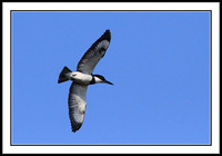 Belted Kingfisher