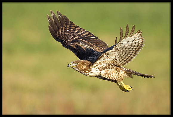 Red-tailed Hawk