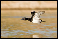 Ring-necked Duck