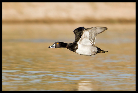 Ring-necked Duck