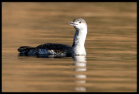 Red-throated Loon (non-breeding)