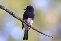 Black Phoebe