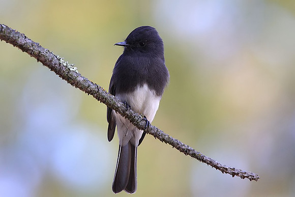 Black Phoebe