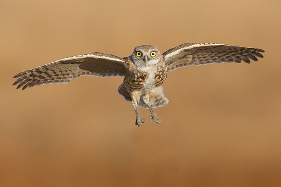 Burrowing Owl