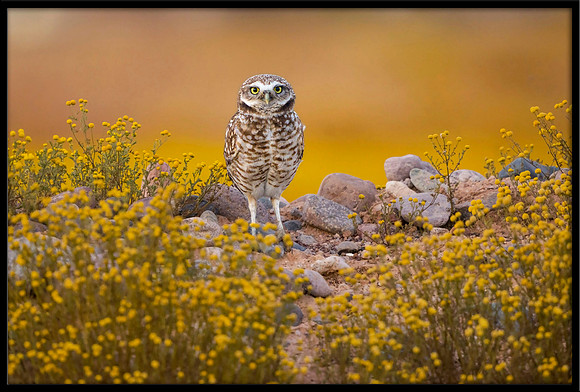 Burrowing Owl