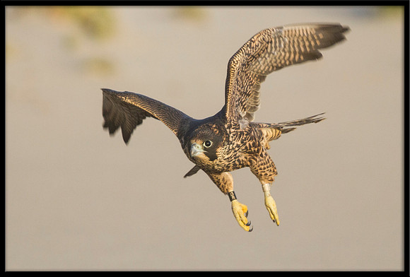 Peregrine Falcon chick
