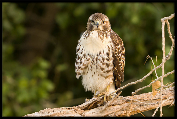 Red-tailed Hawk