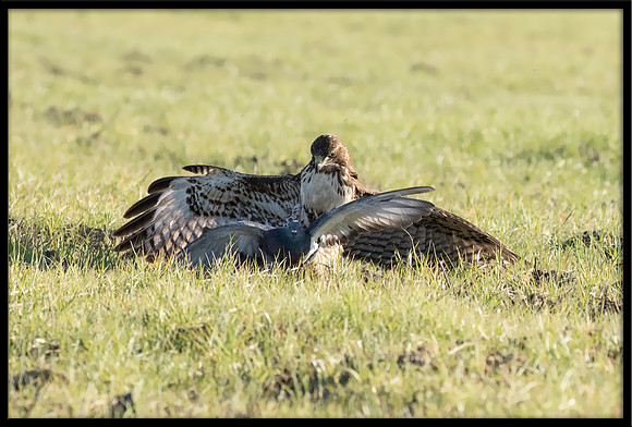 Red-tailed Hawk Gets Pigeon