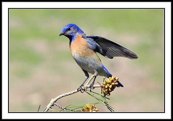 Western Bluebird
