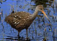 Limpkin