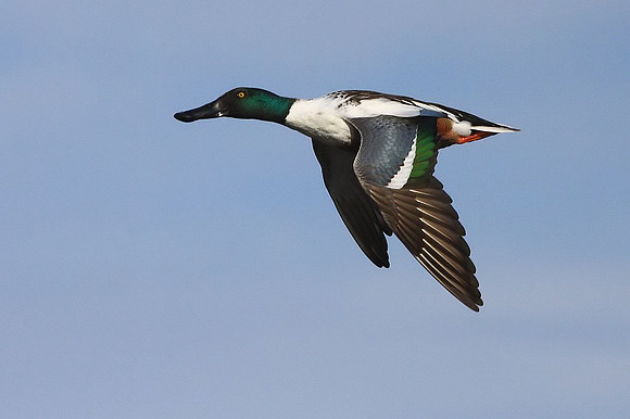 Northern Shoveler