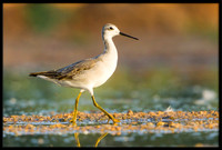 Wilson's Phalarope