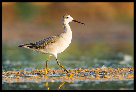 Wilson's Phalarope