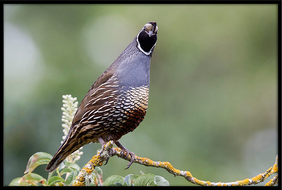 California Quail