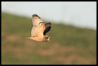 Short-eared Owl
