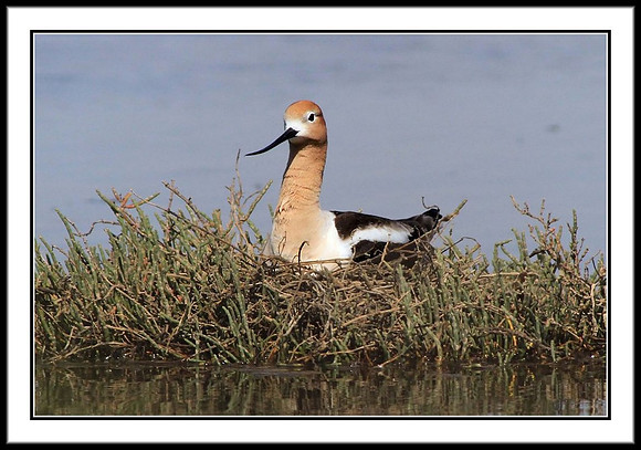 Avocet nesting