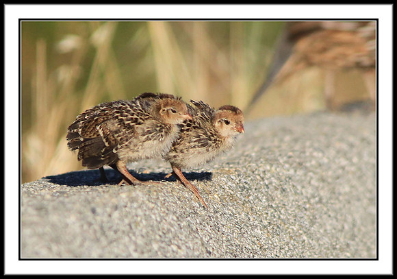 California Quail