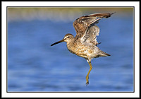 Dowitcher
