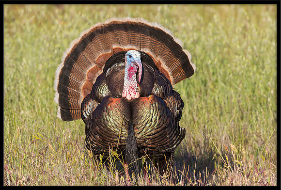 Turkey