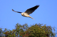 White-tailed Kite