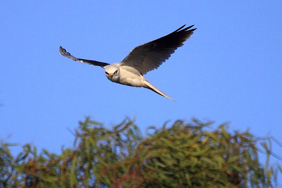 White-tailed Kite