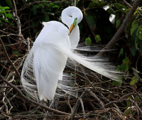 Great Egret preening