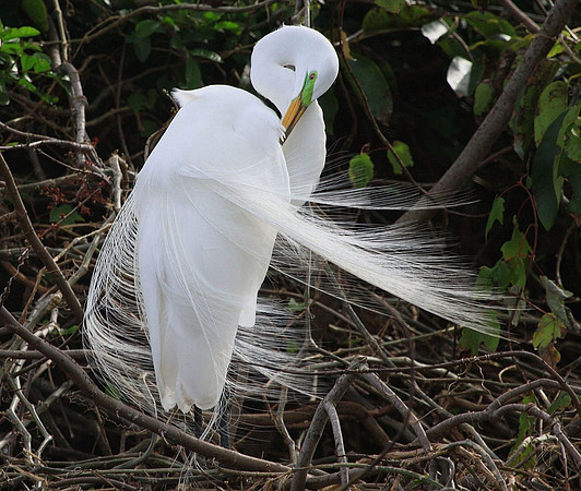 Great Egret preening