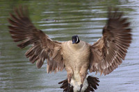 Canada Goose landing