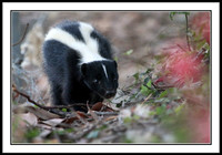 Striped Skunk
