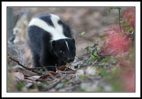 Striped Skunk
