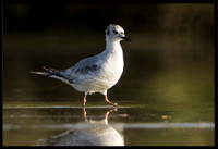 Bonaparte's Gull (juvi)