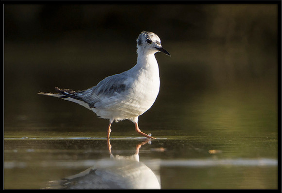 Bonaparte's Gull (juvi)