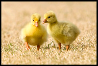 Domestic Embden Gosling