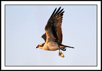 Osprey