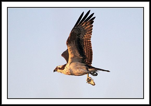 Osprey