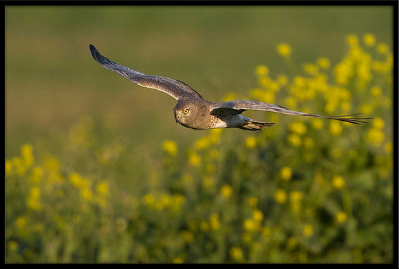 Northern Harrier