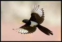 Yellow-billed Magpie