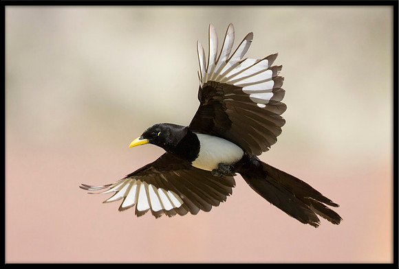 Yellow-billed Magpie