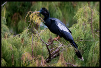 Anhinga gathering nesting material