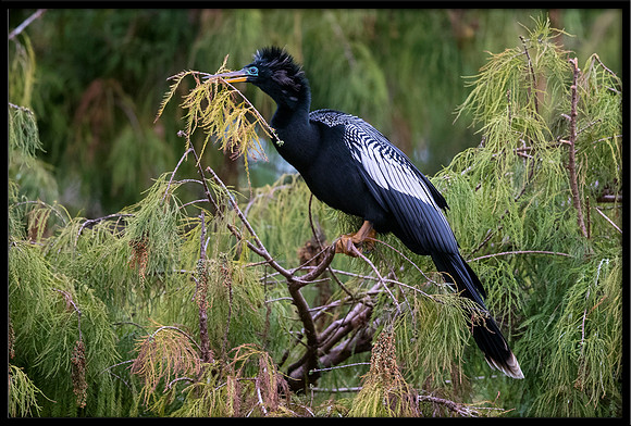 Anhinga gathering nesting material