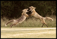 Red Foxes