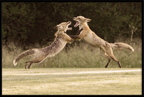 Red Foxes