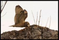 Short-eared Owl