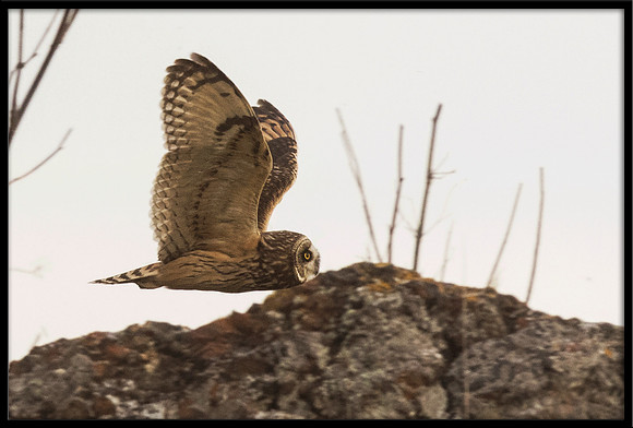 Short-eared Owl