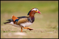 Mandarin Duck