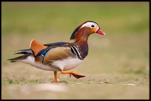 Mandarin Duck